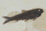 Framed Fossil Fish (Knightia) - Wyoming #113275-1
